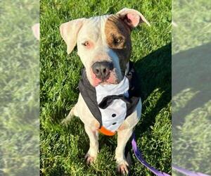 Mutt Dogs for adoption in Woodland, CA, USA