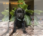 Small Photo #11 Labrador Retriever Puppy For Sale in KATHLEEN, GA, USA