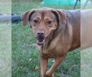 Labrador Retriever Dogs for adoption in Jackson, MS, USA
