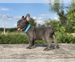 French Bulldog Puppy for sale in ERIAL, NJ, USA