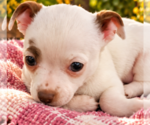 Puppy Majesty Chihuahua