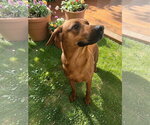 Small #16 Black Mouth Cur Mix
