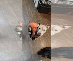 Small Photo #6 American Pit Bull Terrier-Unknown Mix Puppy For Sale in New York, NY, USA