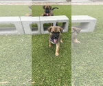 Small #1 Australian Shepherd-German Shepherd Dog Mix