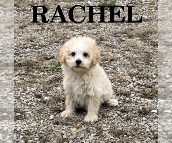 Medium Photo #2 Schnoodle (Miniature) Puppy For Sale in HARTLAND, MN, USA