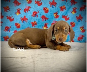 Dachshund Puppy for sale in WINNSBORO, LA, USA