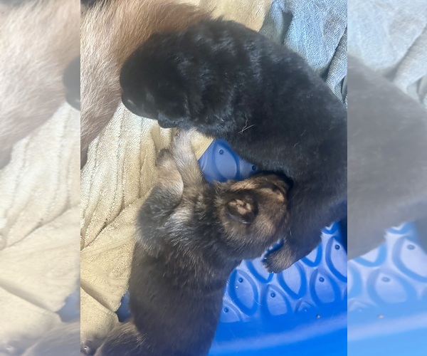 Medium Photo #8 German Shepherd Dog Puppy For Sale in EL CAJON, CA, USA