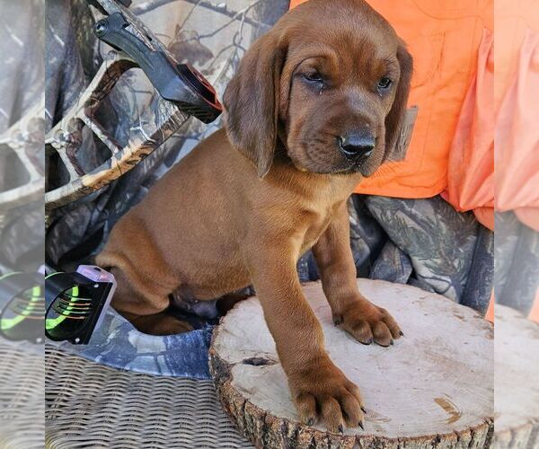 Medium Photo #2 Redbone Coonhound Puppy For Sale in DENVER, PA, USA