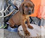 Small #1 Redbone Coonhound