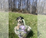 Small Photo #52 Australian Shepherd Puppy For Sale in FARMVILLE, VA, USA