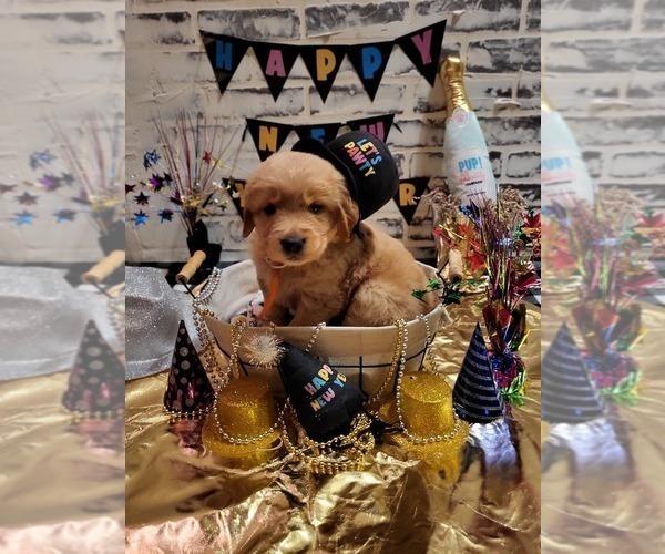 Medium Photo #2 Golden Retriever Puppy For Sale in CUMMING, GA, USA
