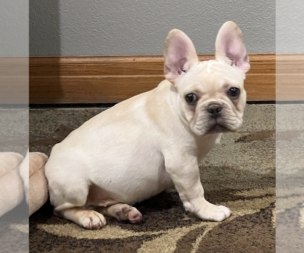 Medium Photo #5 French Bulldog Puppy For Sale in BOLIVAR, MO, USA