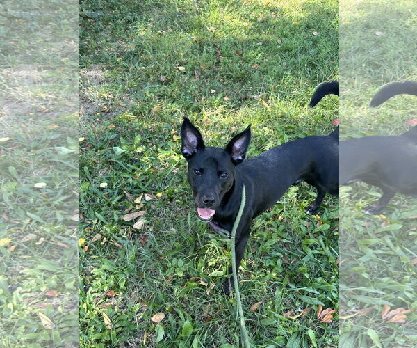 Medium Photo #3 Mutt Puppy For Sale in Jackson, MS, USA