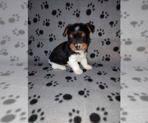 Biewer Yorkie Puppy for sale in LAPEER, MI, USA