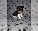 Image preview for Ad Listing. Nickname: Oreo