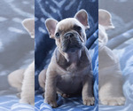 Small Photo #13 French Bulldog Puppy For Sale in BAY VIEW, WI, USA