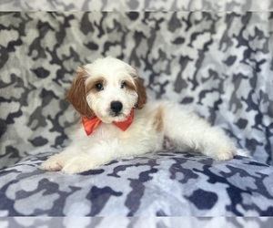 Cavapoo Puppy for sale in LAKELAND, FL, USA