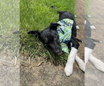 Small #5 Border Collie-Jack Russell Terrier Mix