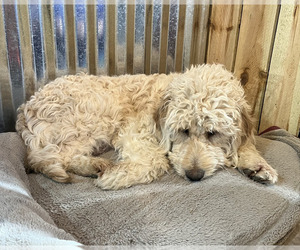 Mother of the Goldendoodle-Poodle (Standard) Mix puppies born on 01/10/2023