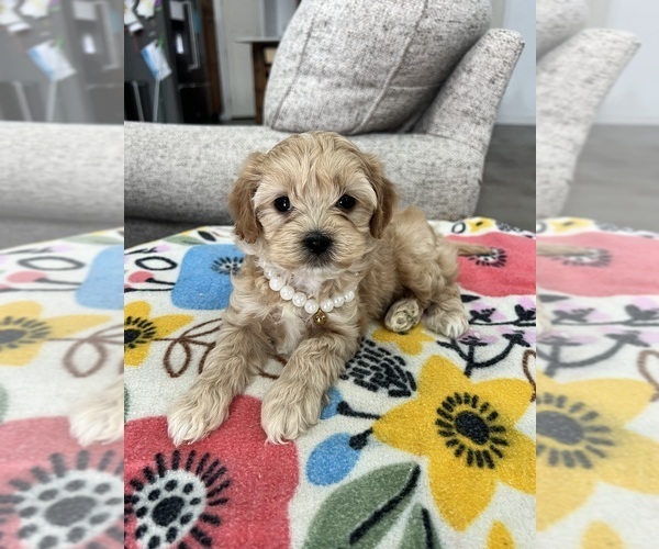 Medium Photo #2 Maltipoo (Toy) Puppy For Sale in BELDING, MI, USA