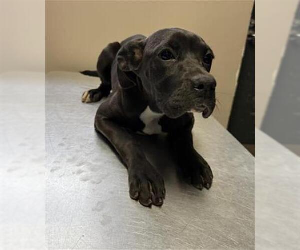 Medium Photo #1 Boxer-Unknown Mix Puppy For Sale in Redlands, CA, USA