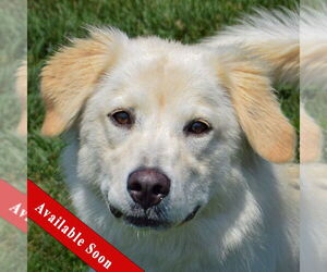 Golden Pyrenees Dogs for adoption in Huntley, IL, USA