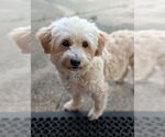Small #5 Shih Tzu Mix