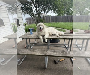 Father of the Ausky-Great Pyrenees Mix puppies born on 05/06/2026