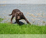 Small Photo #13 Labrador Retriever Puppy For Sale in GREENWOOD, WI, USA