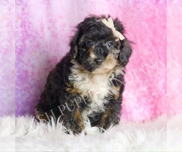 Medium Photo #1 Poodle (Toy) Puppy For Sale in WARSAW, IN, USA