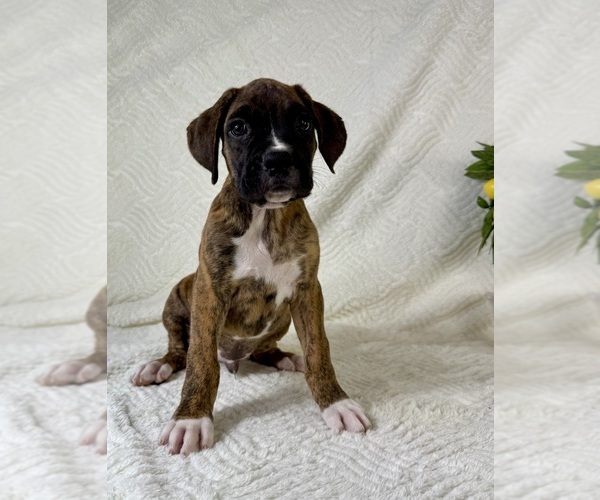 Medium Photo #1 Boxer Puppy For Sale in GREENFIELD, IN, USA