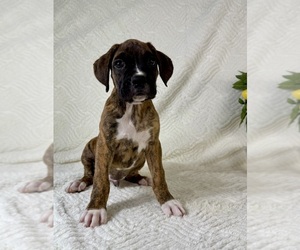 Boxer Puppy for sale in GREENFIELD, IN, USA