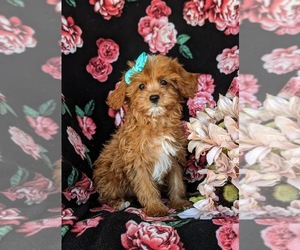 Cavapoo Puppy for sale in LEOLA, PA, USA