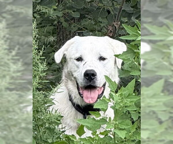 Medium Photo #2 Akbash-Great Pyrenees Mix Puppy For Sale in Missoula, MT, USA