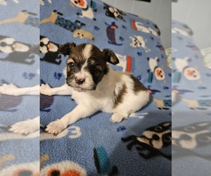 Papillon Puppy for sale in FULTON, MO, USA