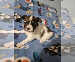 Small Papillon