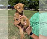 Small Labrador Retriever Mix