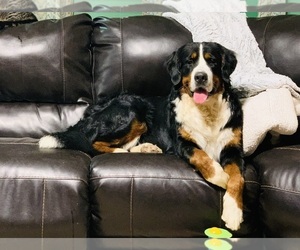 Father of the Bernese Mountain Dog puppies born on 05/01/2022