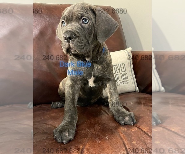 Medium Photo #4 Cane Corso Puppy For Sale in DENTSVILLE, MD, USA