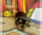 Image preview for Ad Listing. Nickname: Lil Pete
