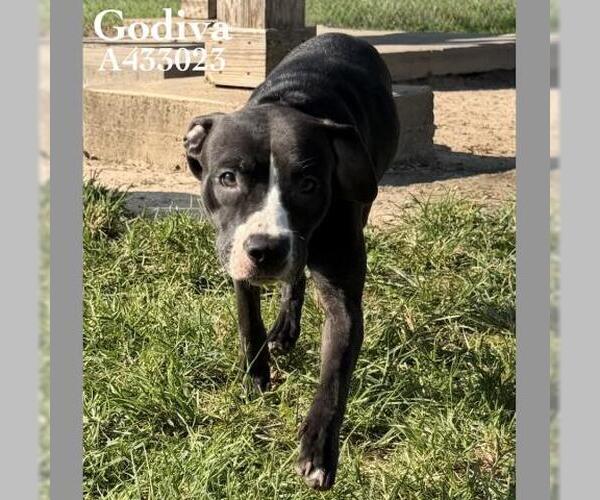 Medium Photo #1 Mutt Puppy For Sale in Conroe, TX, USA