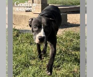 Mutt Dogs for adoption in Conroe, TX, USA