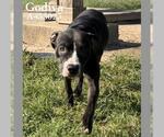 GODIVA - Female Mutt Dog for Adoption - Small photo