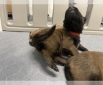 Small Photo #158 Belgian Malinois Puppy For Sale in REESEVILLE, WI, USA
