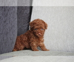 Small Photo #3 Poodle (Miniature) Puppy For Sale in WASHINGTON, DC, USA