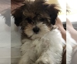 Small Photo #1 Shih-Poo Puppy For Sale in SAN FRANCISCO, CA, USA