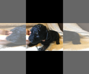 Poodle (Toy) Puppy for sale in MOMEYER, NC, USA