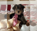 Small Photo #1 Yorkshire Terrier Puppy For Sale in CLEWISTON, FL, USA