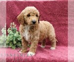 Small #3 Goldendoodle (Miniature)