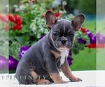 Small #3 French Bulldog